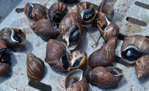 Reaparición de caracoles africanos en Alto Paraná despierta preocupación | OnLivePy