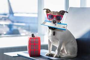Consejos para llevar a tu perro de vacaciones - Mascotas - ABC Color