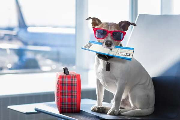 Consejos para llevar a tu perro de vacaciones - Mascotas - ABC Color