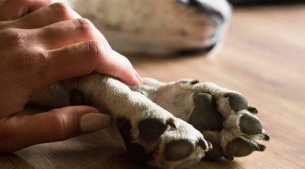 Acusan a anciano por envenenar a cuatro perros de su vecino - Noticiero Paraguay