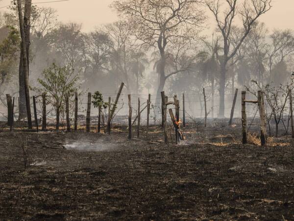 Fundación Prodinamis se pronuncia ante comunicado de la WWF sobre el cambio climático