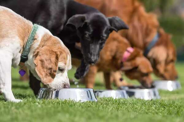 Acusan a septuagenario que envenenó y mató a cuatro perros | 1000 Noticias