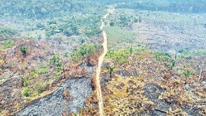 El 42% de los bosques vírgenes de Amazonia pueden desaparecer