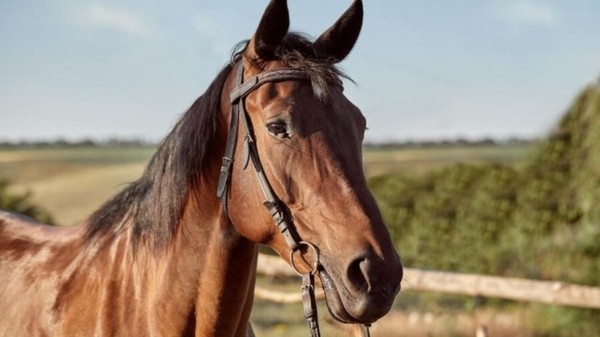 Se confirmó el primer caso de encefalitis equina en Uruguay - Megacadena - Diario Digital