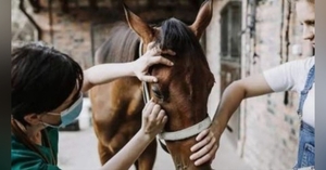  Aparece el primer caso de encefalitis equina en Uruguay