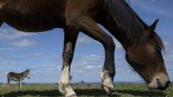 Uruguay registra primer caso de virus equino que también puede afectar a humanos