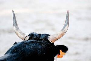 Falleció de una manera increíble: lo atropelló un toro y lo lanzó contra una piedra
