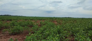 Lluvias y roya: amenazas para los productores de soja