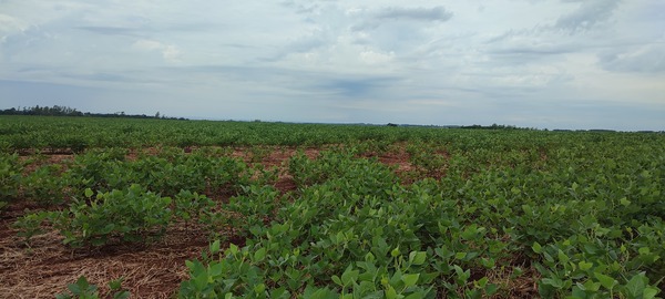Lluvias y roya: amenazas para los productores de soja