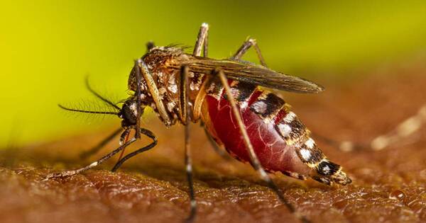 La Nación / Instan a consultar ante casos de dengue en niños