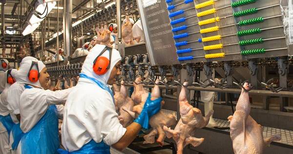 La Nación / Ingresos del sector avícola crecieron 37 % al cierre de noviembre