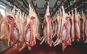 Paraguay ingresó más de USD 10 millones por envíos de carne porcina a Taiwán