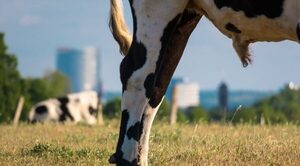 Expolicía fue atropellado por un toro: cayó de cabeza y murió - Radio Imperio 106.7 FM