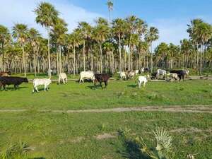 Tras las lluvias reverdecen los campos ganaderos en el Alto Paraguay - Noticias del Chaco - ABC Color