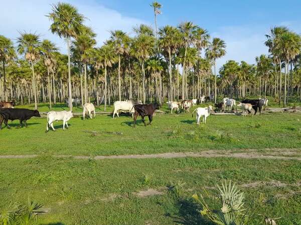 Tras las lluvias reverdecen los campos ganaderos en el Alto Paraguay - Noticias del Chaco - ABC Color