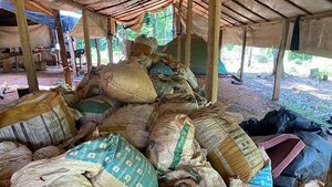Paraguay y Brasil desarrollan operación contra la producción de marihuana en Canindeyú