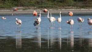 Reducir la contaminación lumínica, imprescindible para salvar a las aves migratorias - Ciencia - ABC Color
