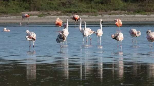 Reducir la contaminación lumínica, imprescindible para salvar a las aves migratorias - Ciencia - ABC Color