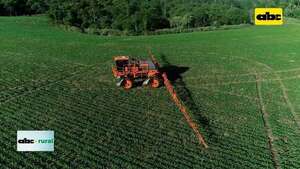 Video: renovarán autorización para uso de glifosato por 10 años más - ABC Rural - ABC Color