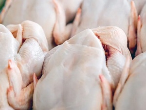 Carne aviar: Mayor volumen de exportación permitió buenas ganancias en noviembre - La Tribuna