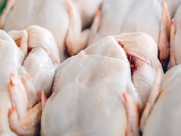 Carne aviar: Mayor volumen de exportación permitió buenas ganancias en noviembre - La Tribuna