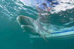 Muere una turista estadounidense atacada por un tiburón en una playa de Bahamas - Mundo - ABC Color