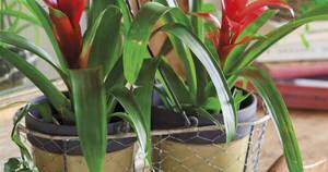 La Nación / Atractivas bromelias: ¿pueden ser criaderos de mosquitos?