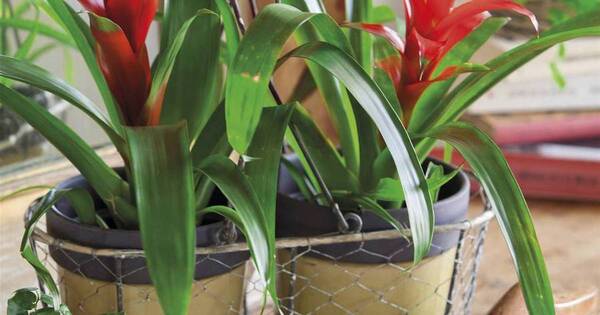 La Nación / Atractivas bromelias: ¿pueden ser criaderos de mosquitos?