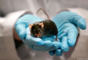 Los ratones también se reconocen en el espejo