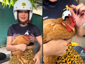(VIDEO). Laurys Dyva mostró que a su gallinita no le quedó su casco