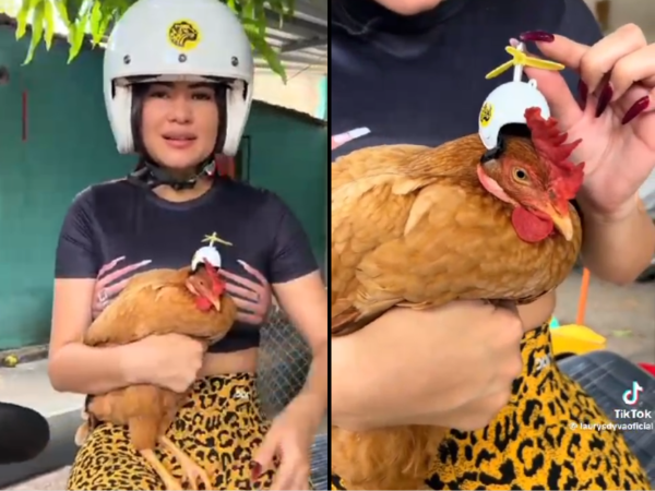 (VIDEO). Laurys Dyva mostró que a su gallinita no le quedó su casco