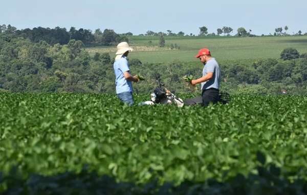 Análisis de tejido vegetal para saber qué le falta al cultivo - Economía - ABC Color