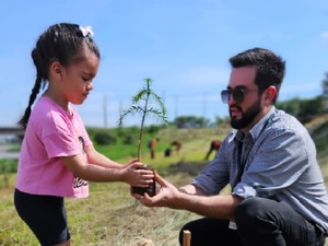 Un especie de pino amenazado de extinción, se planta de nuevo en Itapúa - La Tribuna