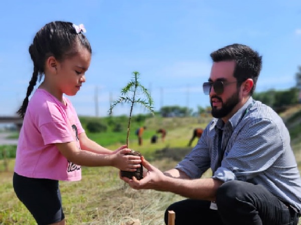 Un especie de pino amenazado de extinción, se planta de nuevo en Itapúa - La Tribuna