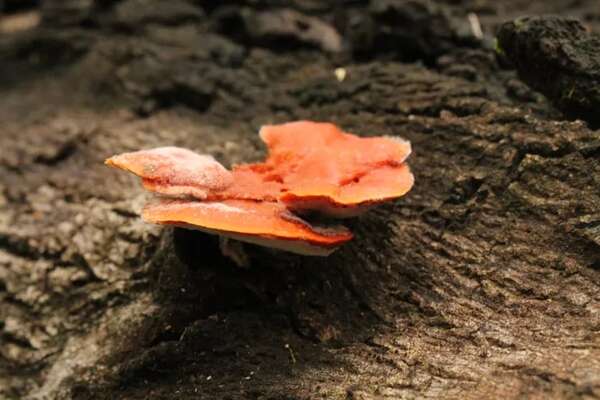 Encontré hongos en mi patio: ¿puedo comerlos? - Nacionales - ABC Color
