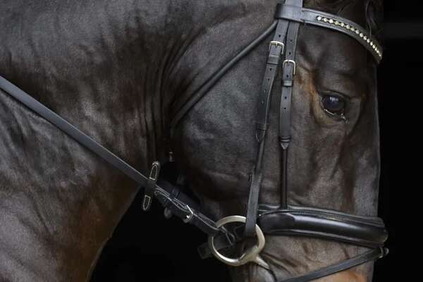 Encefalomielitis equina: estas son las recomendaciones del Senacsa - Nacionales - ABC Color