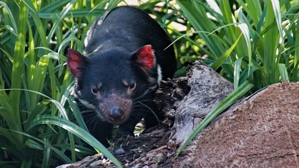 El diablo de Tasmania da pistas para que la humanidad aprenda a convivir con el cáncer