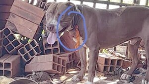 Denuncian a dueño de pitbull que mató a un caniche