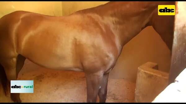 Video: detectan en Argentina grave enfermedad que ataca a equinos - ABC Rural - ABC Color
