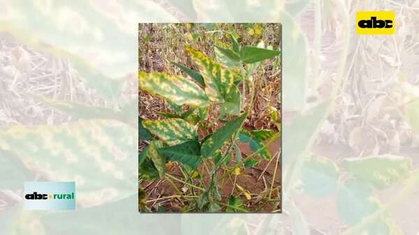 Video: hablan de pocas lluvias en el campo para diciembre - ABC Rural - ABC Color