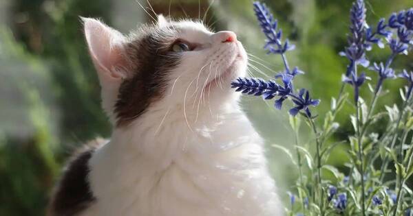 La Nación / No es solo estética: los bigotes de los gatos también cumplen una función