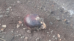 Descubren cráneo humano en las orillas del río Paraná