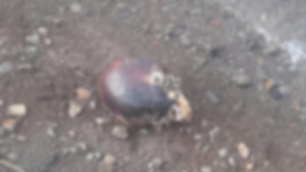 Descubren cráneo humano en las orillas del río Paraná