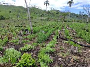 Eliminan cerca de 15 toneladas de marihuana en Bella Vista Norte - Policiales - ABC Color