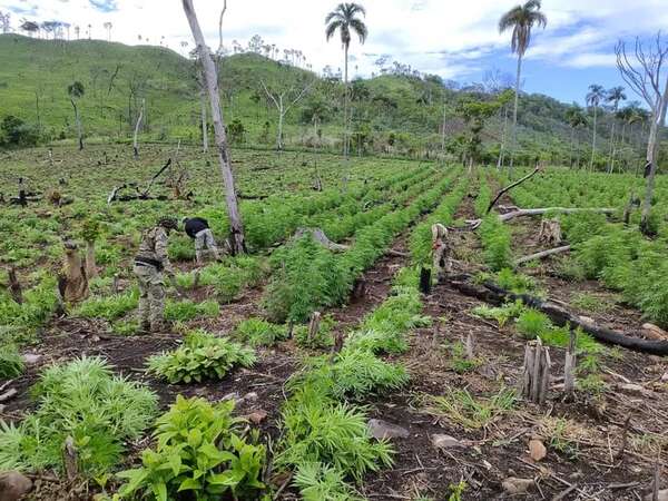 Eliminan cerca de 15 toneladas de marihuana en Bella Vista Norte - Policiales - ABC Color