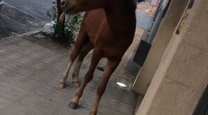 Diario HOY | Enfermedad neurológica equina ya está en Uruguay