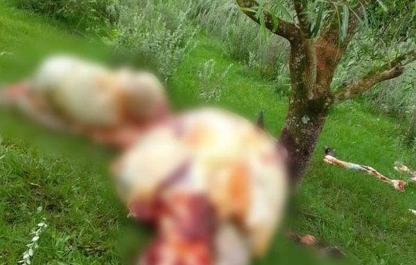Abigeos faenan dos animales en Repatriación - Noticiero Paraguay