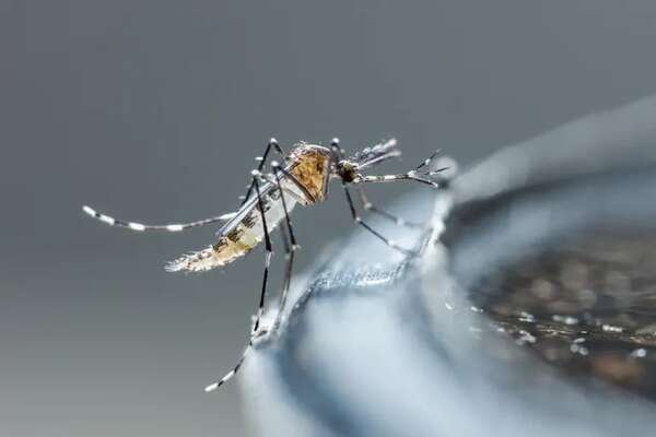 Los mosquitos macho también chupaban sangre hace 130 millones de años, según un estudio - Ciencia - ABC Color