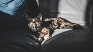 Diario HOY | Tener gato de mascota aumenta el riesgo de esquizofrenia, según estudio