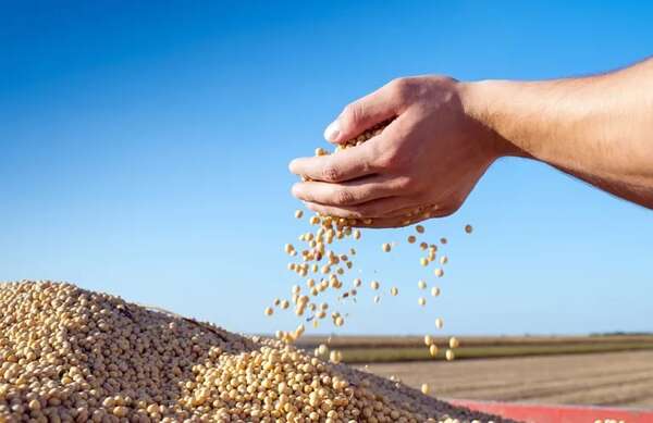 Brasil prevé cosechar un 2,4 % menos que en la temporada pasada debido a El Niño - Mundo - ABC Color
